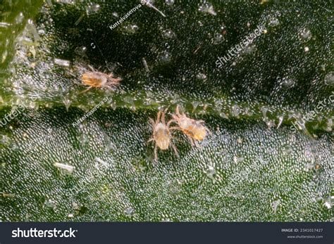 1,825 Spider Microscope Images, Stock Photos & Vectors | Shutterstock