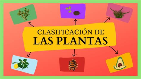 CLASIFICACIÓN de las Plantas ANGIOSPERMAS y GIMNOSPERMAS YouTube