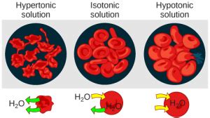 Passive Transport: Osmosis – Principles of Biology