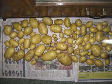 How And Why To Cure Potatoes Before Storing Them Survival Homestead