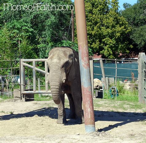 Lowry Park Zoo in Tampa, FL