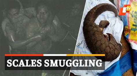 Pangolin Poaching In Odisha Scale Smuggling Racket Busted Arrested