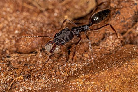 Adult Trap Jaw Ant 16322812 Stock Photo At Vecteezy