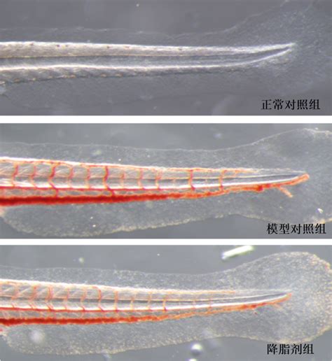 利用斑马鱼模型评价辅助降血脂（高脂）功效环特生物