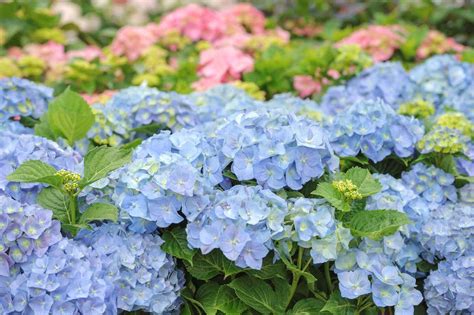 Kostenloser Versand Hydrangea Macrophylla Bela