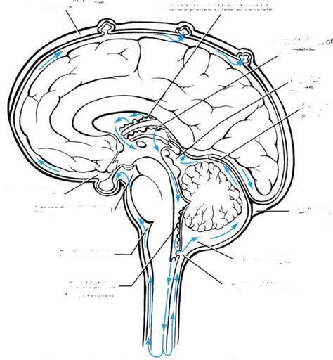 Csf Circulation Diagram Quizlet