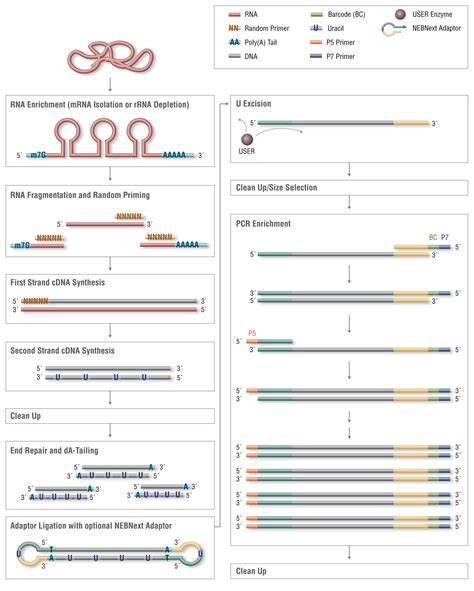 Library Preparation For Illumina NEB