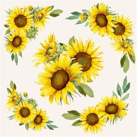 Collection De Bouquets De Tournesols Aquarelle Vecteur Premium