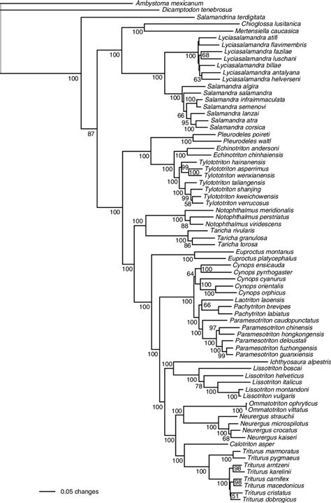 Maximum Likelihood Estimate Of Salamandrid Phylogeny Numbers Adjacent