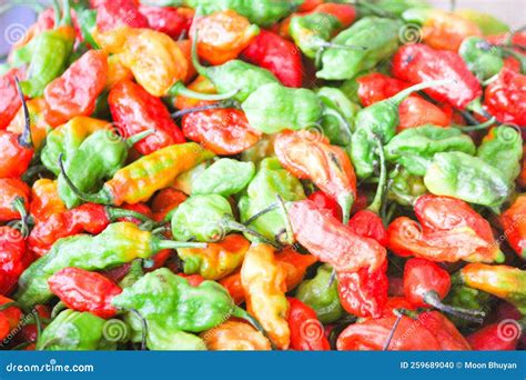 The ghost pepper stock photo. Image of vegetable, chili - 259689040