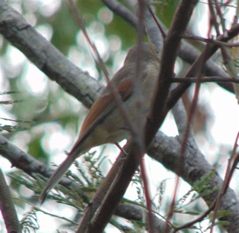 Mt. Annan Botanical Gardens bird | BIRDS in BACKYARDS