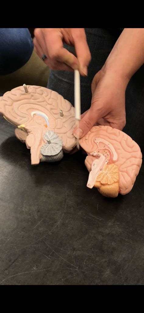 brain (side view models) Diagram | Quizlet