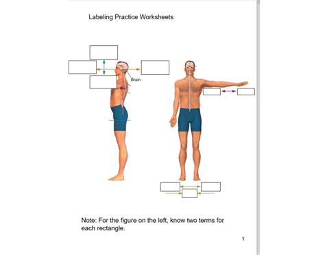 Anatomical Directions Labeling Quiz