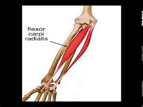 Two Minutes Of Anatomy Flexor Carpi Radialis YouTube