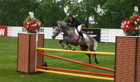 Horse Jumping in a Beautiful Field