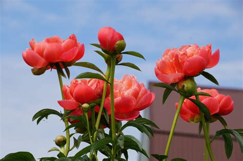 Coral charm - Красный Сад