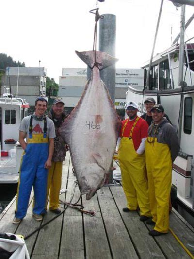 Alaska Halibut Fishing Charters Guided Halibut Fishing Trips