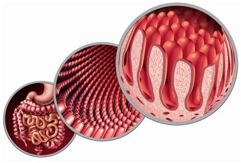 La Absorci N Intestinal Y Digestiva Eurorecetas