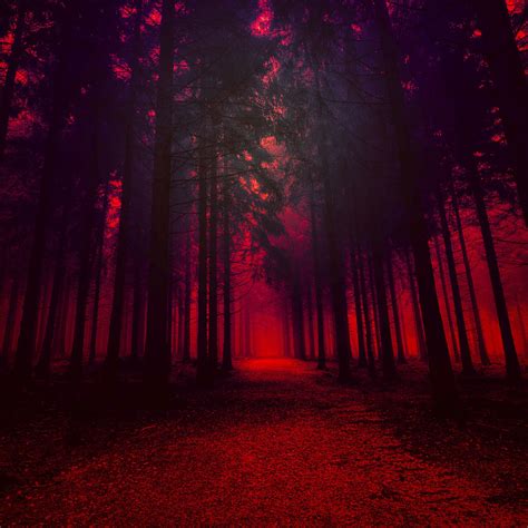 Forest Red Wallpapers - Wallpaper Cave