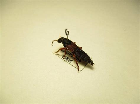 Насекомое. Стафилин великолепный. Staphylinus caesareus Cederh. 1960-1970-е