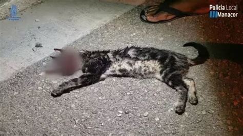 Detenidos Dos J Venes Por Torturar Hasta La Muerte A Un Gato Le