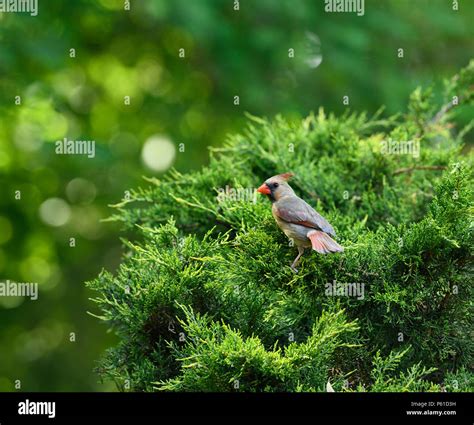 Cardinal nest hi-res stock photography and images - Alamy