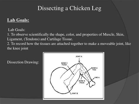 Ppt Dissecting A Chicken Leg Powerpoint Presentation Free Download