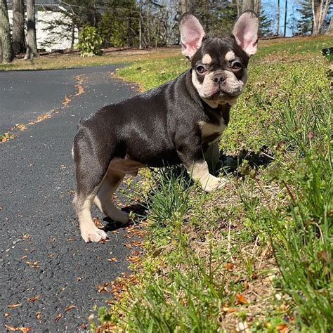 Teacup Frenchiesfrench Bulldogs For Sale In Texas