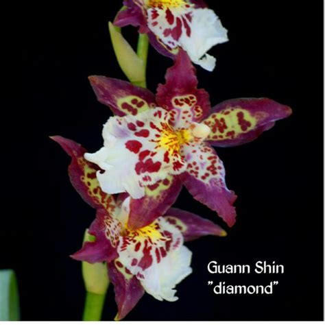 Jual Anggrek Oncidium Guann Shin Diamond Kab Bogor Reika Orchid