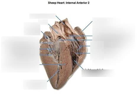 Sheep Heart Labeled Diagram Quizlet