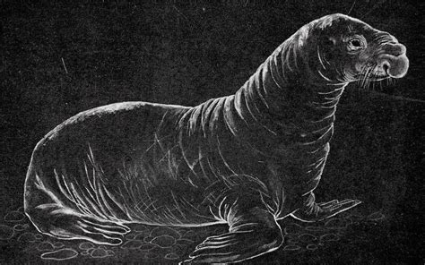 A Newly Discovered Ancient Pinniped Had Humongous Eyes