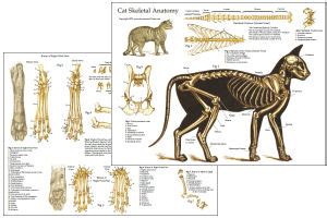 Cat Anatomy Charts And Posters