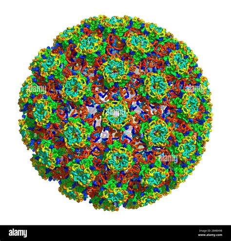 Virus Del Papiloma Humano Fotografías E Imágenes De Alta Resolución Alamy