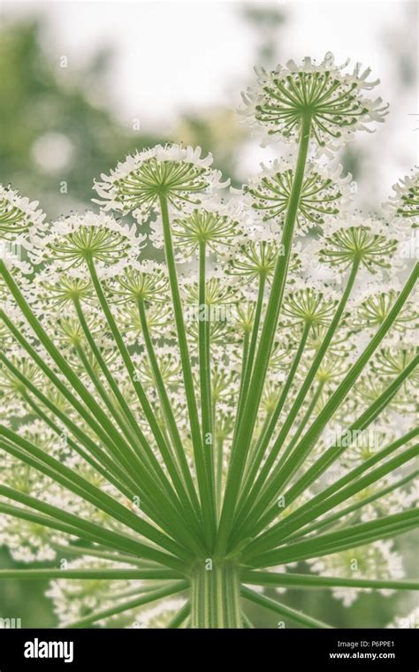 Heracleum Mantegazzianum Giant Hogweed Plant Stock Photo Alamy