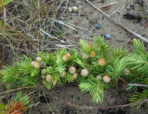 Juniperus sibirica - Изображение особи - Плантариум