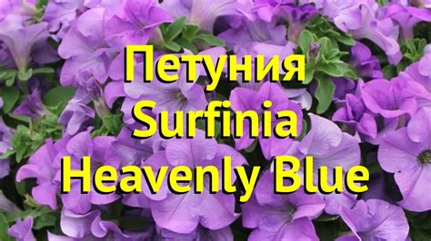 Петуния гибридная крупноцветковая Сурфинла Хеавенли Блю. Обзор petunia ...