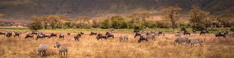 Ngorongoro Conservation Area Tours - Book Now | Expedia