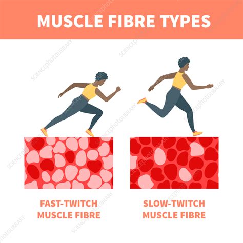 Muscle Fibre Types Illustration Stock Image F038 6175 Science