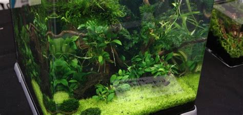 Nano Planted Aquariums: Plants, Fish & Lighting for Nano Tanks - The ...