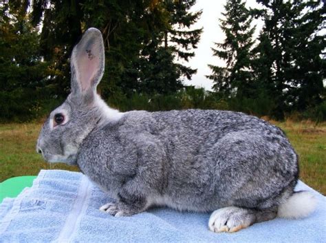 Complete Guide Of Large Rabbit Breeds Flemish Giant Rabbit Shop