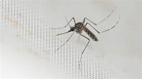 Epidemia De Dengue Preocupa A Sociedade Brasileira Aponta Pesquisa