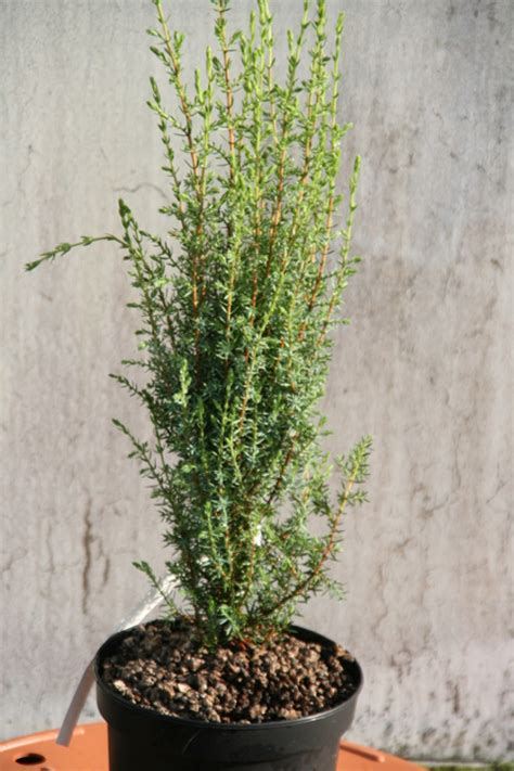 Можжевельник обыкновенный Арнольд (Juniperus communis Arnold),купить ...