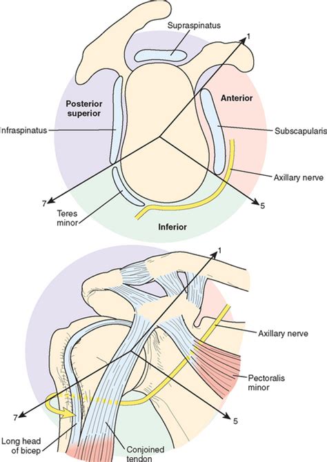 Advanced Shoulder Arthroscopy Musculoskeletal Key