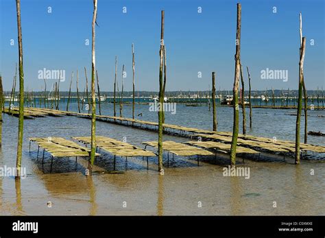 Oyster harvesting beds bordered by poles in an oyster farm in Arcachon ...