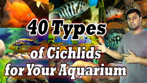 40 Types of Cichlids for Your Aquarium – Most Gorgeous Cichlid Fish ...