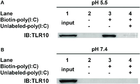 Toll Like Receptor Tlr 10 Binds Dsrna In Vitro A B Cell Lysates Download Scientific