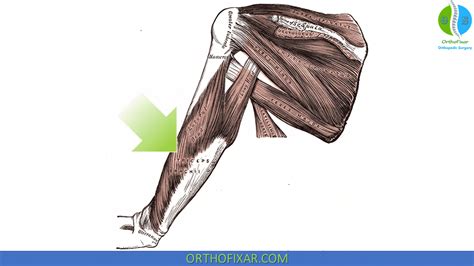 Triceps Brachii Muscle Anatomy OrthoFixar 2025