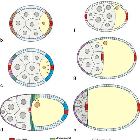 Follicular Cell Diversification In Tabanidae Haematopota Italica The