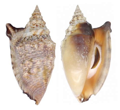 Strombus Aratrum Strombidae Specimen Sea Shell Picture Ts