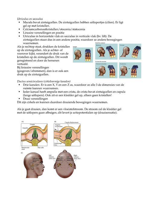 Aantekeningen Evenwichtsorgaan Utriculus En Sacuulus Macula Bevat